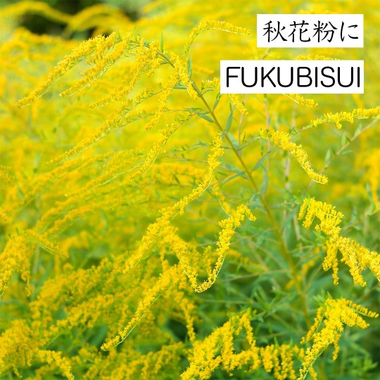 秋花粉にFUKUBISUI