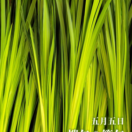 5月5日 端午の節句と『菖蒲』のお話