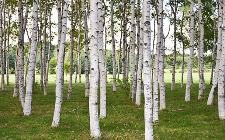 白樺樹液